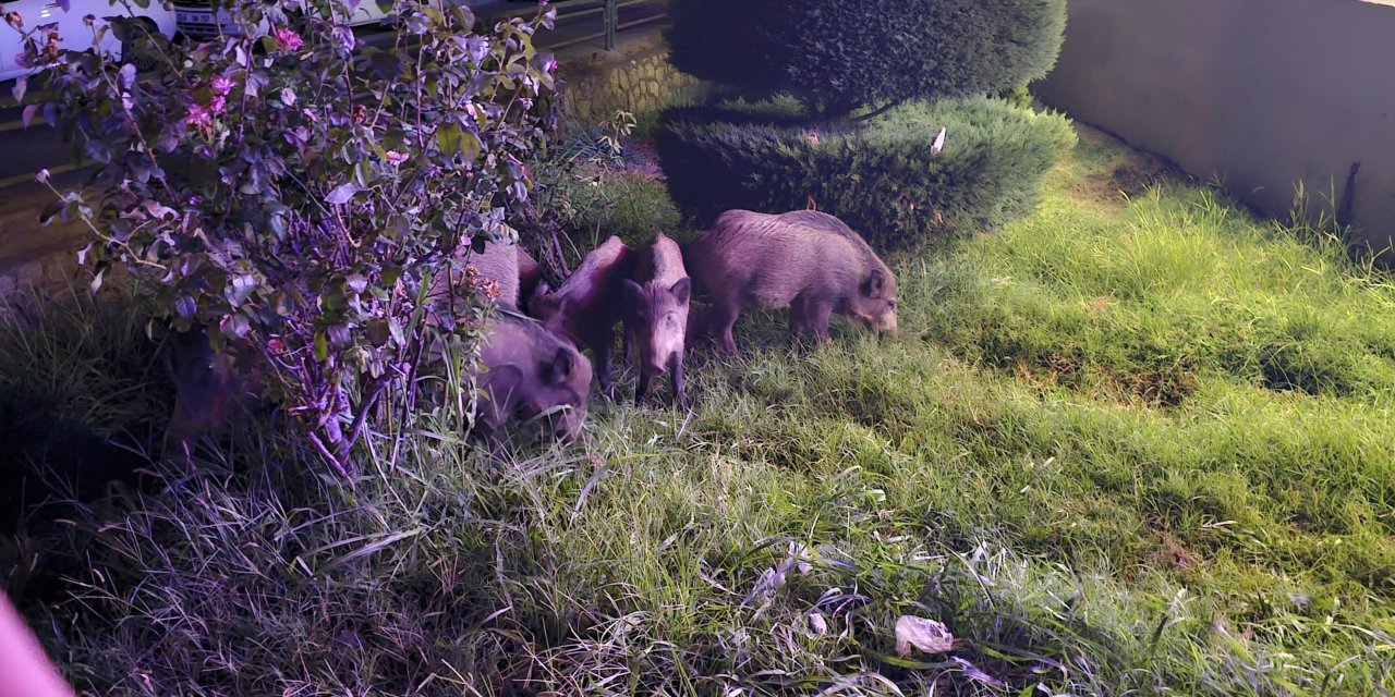 Marmaris'te Yiyecek Arayan Yaban Domuzları Şehir Merkezine İndi; O Anlar Kamerada