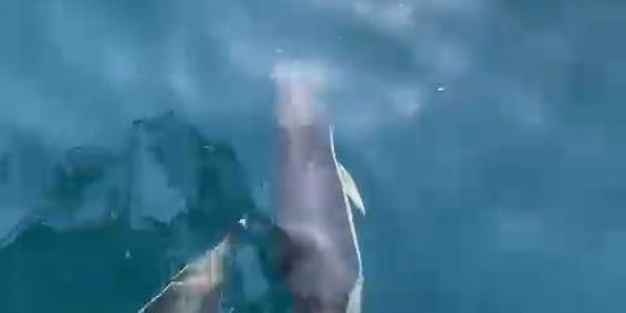 İstanbul-beylikdüzü'nde Yunuslar Dalış Ekibine Eşlik Etti