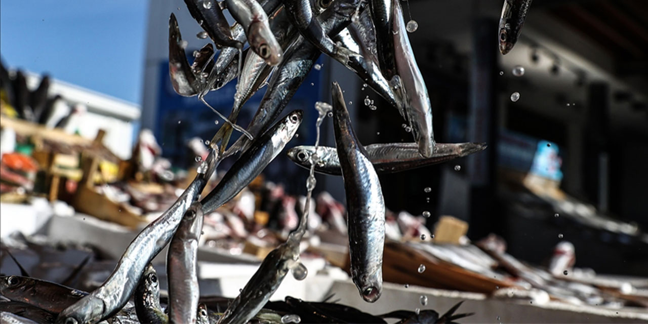 Su ürünleri avcılığındaki sınırlama ve kurallar yeniden düzenlendi