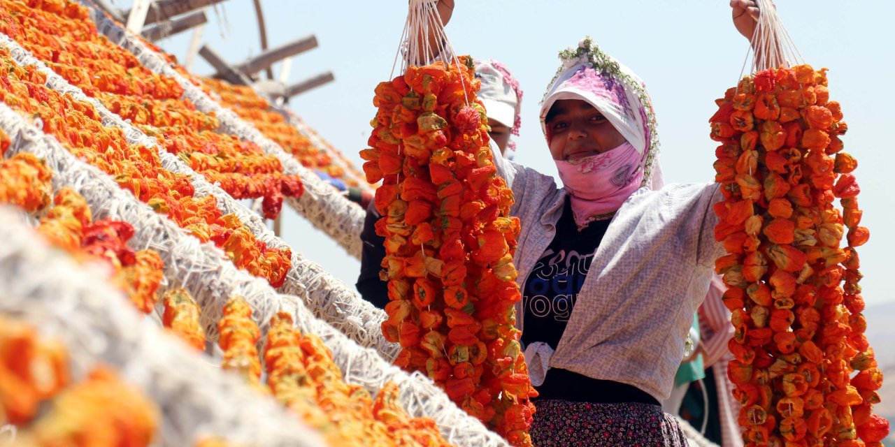 Kurutmalık Sezonunda Gaziantep'in Yükseklerinde Renk Cümbüşü
