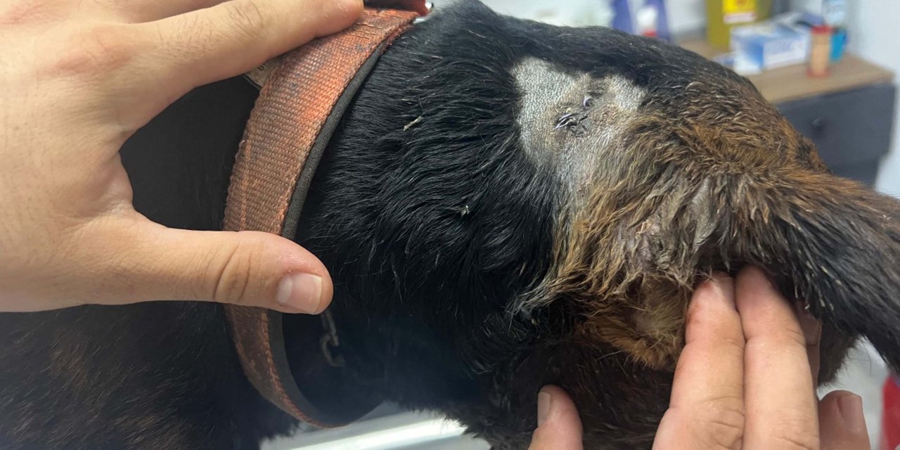 Sokak Köpeği Tabancayla Vuruldu