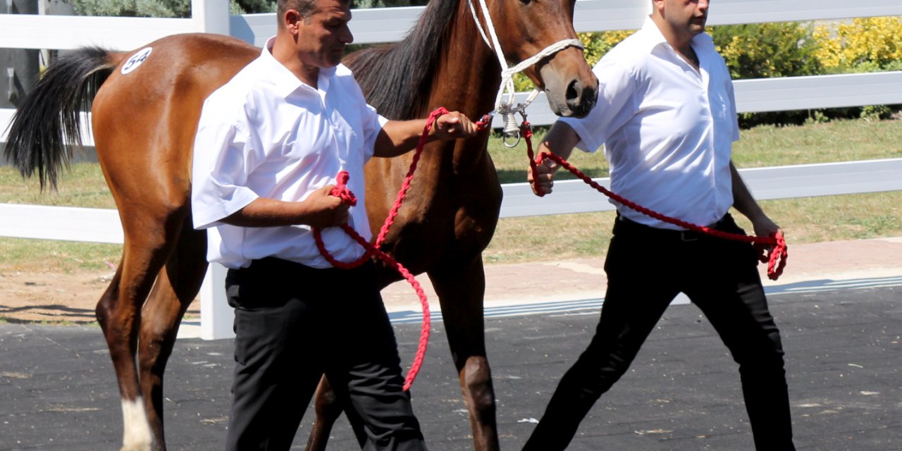Tigem, Tay Satışından Tek Seferde 20 Milyon 845 Bin Liralık Gelir Elde Etti