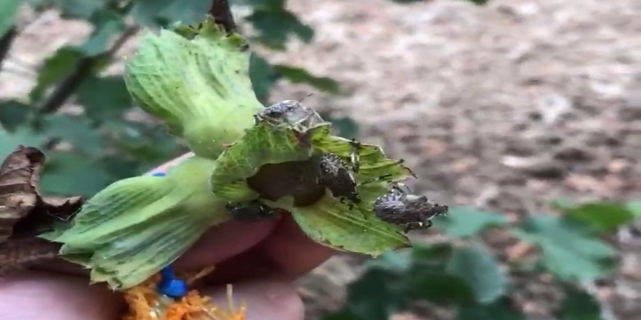 İstilacı kahverengi kokarca fındık üretimini tehdit ediyor; kışı evlerde geçiriyor