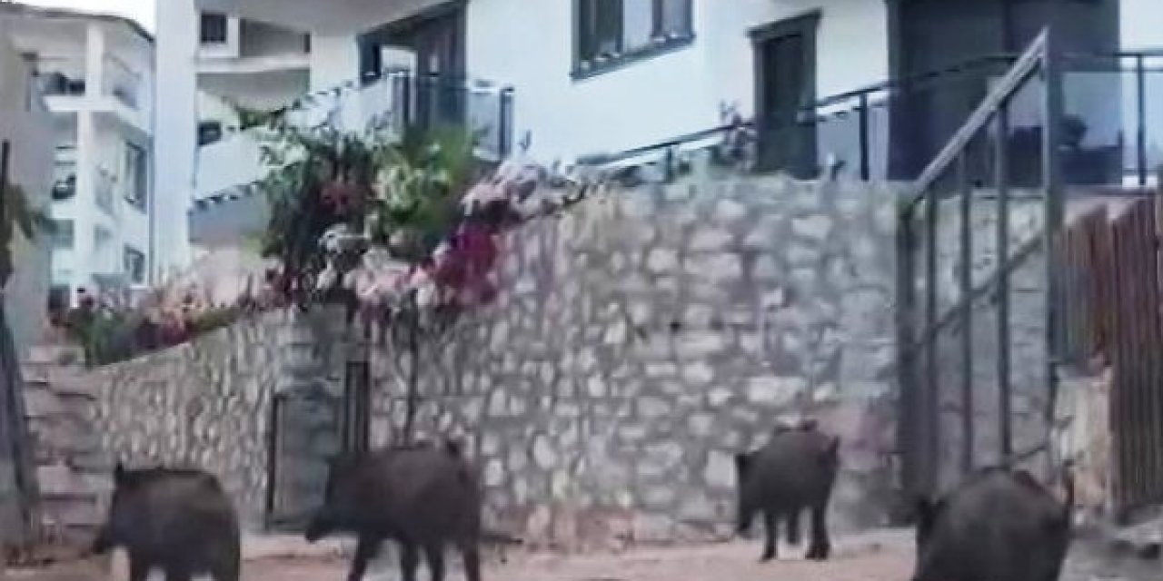Kaş'ta Yaban Domuzları Kent Merkezine İnip, Yiyecek Aradı; O Anlar Kamerada