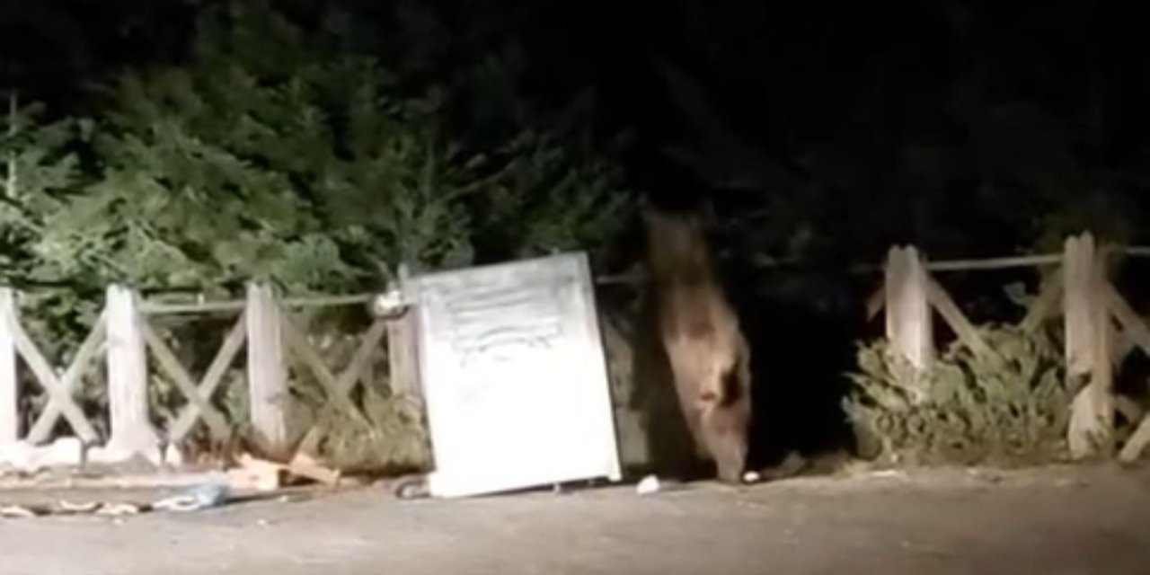 Yiyecek Arayan Ayı Ve Yavruları Çöp Konteynerini Devirdi, O Anlar Kamerada