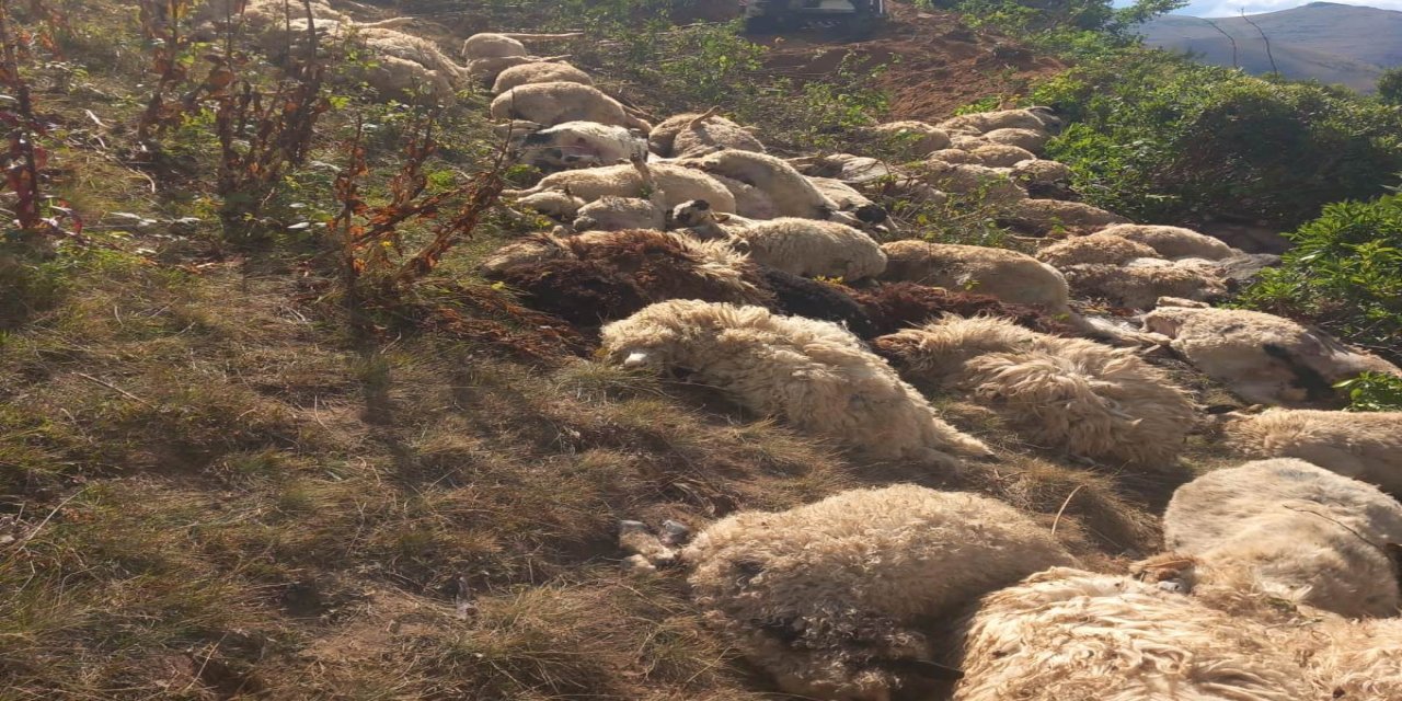 Arazide 20 metreden yuvarlanan 88 koyunu öldü