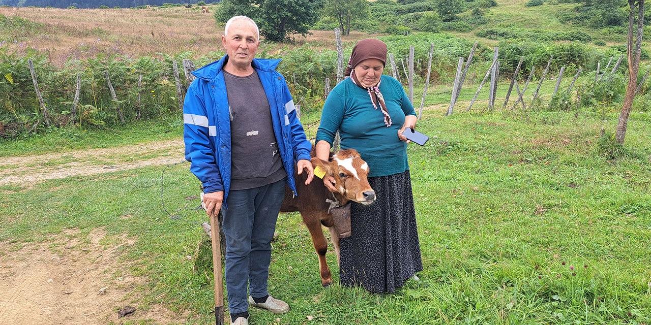 Ordu'da ahıra giren ayı, danayı götürdü