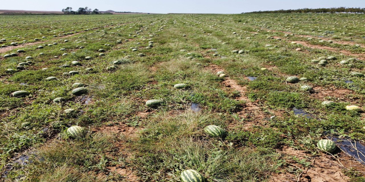 Dolunun zarar verdiği 700 dönüm karpuz tarlada kaldı; toplama maliyetli, nakliye pahalı