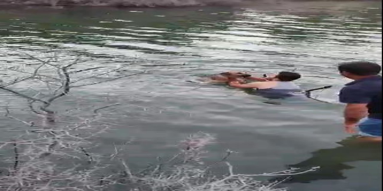 Barajda Gölünde Mahsur Kalan Köpeği, Suya Girip Kurtardı