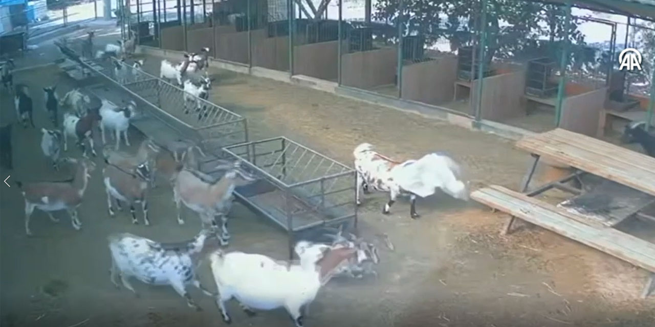 Başına çuval dolanan cüce keçinin diğer hayvanları korkutması kamerada