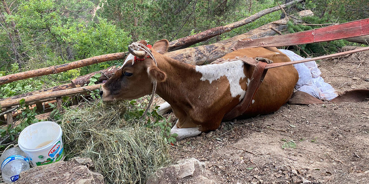 Uçurumda mahsur kalan inek 2 gündür kurtarılmayı bekliyor