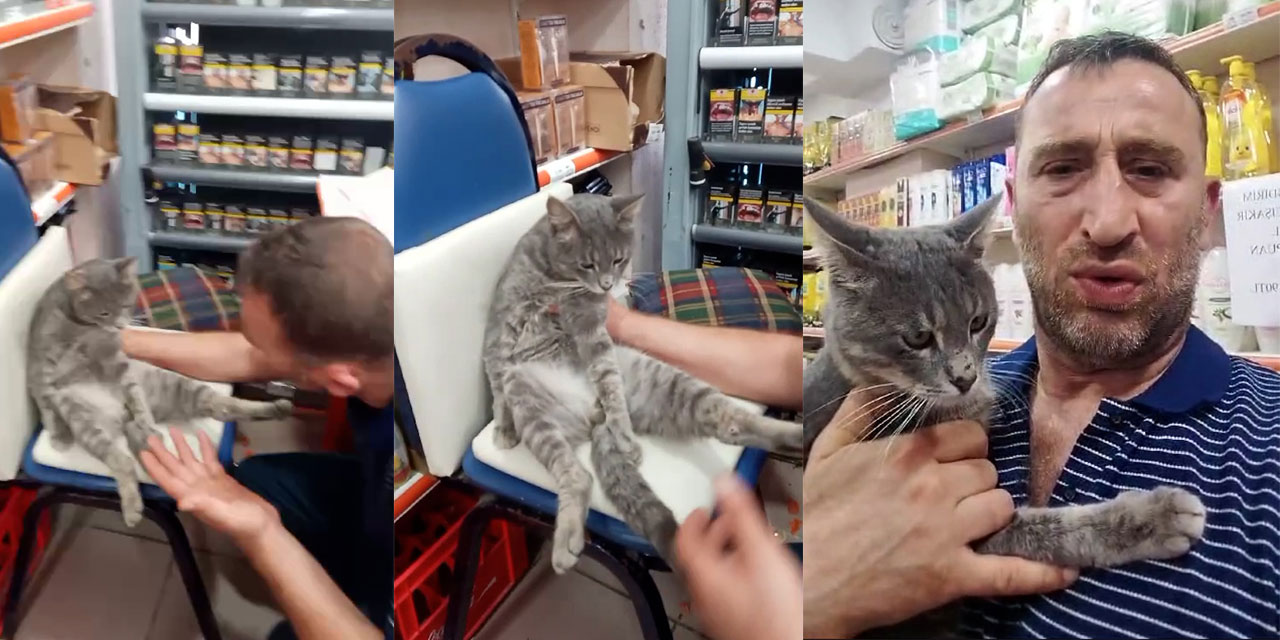 Rize'deki bir bakkalda yarım kiloya yakın bal yiyen kedi fenalaştı