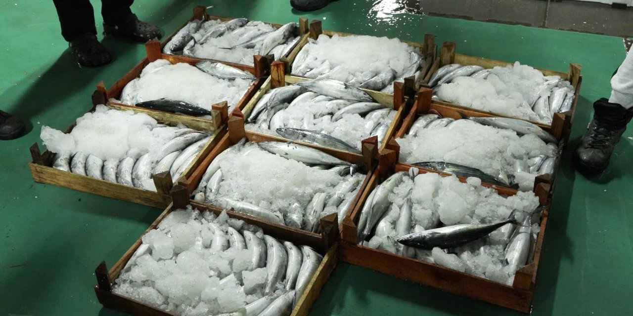 İstanbul - Gürpınar Balık Hali'nde Yeni Av Sezonunun İlk Mezatları Yapıldı