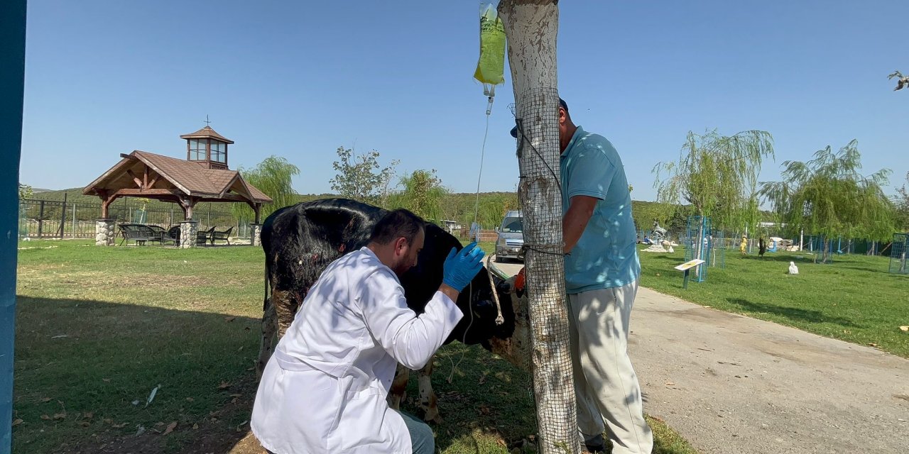 Çanakkale Yangınından Etkilenen Boğa, Emekli Hayvanlar Çiftliği'nde