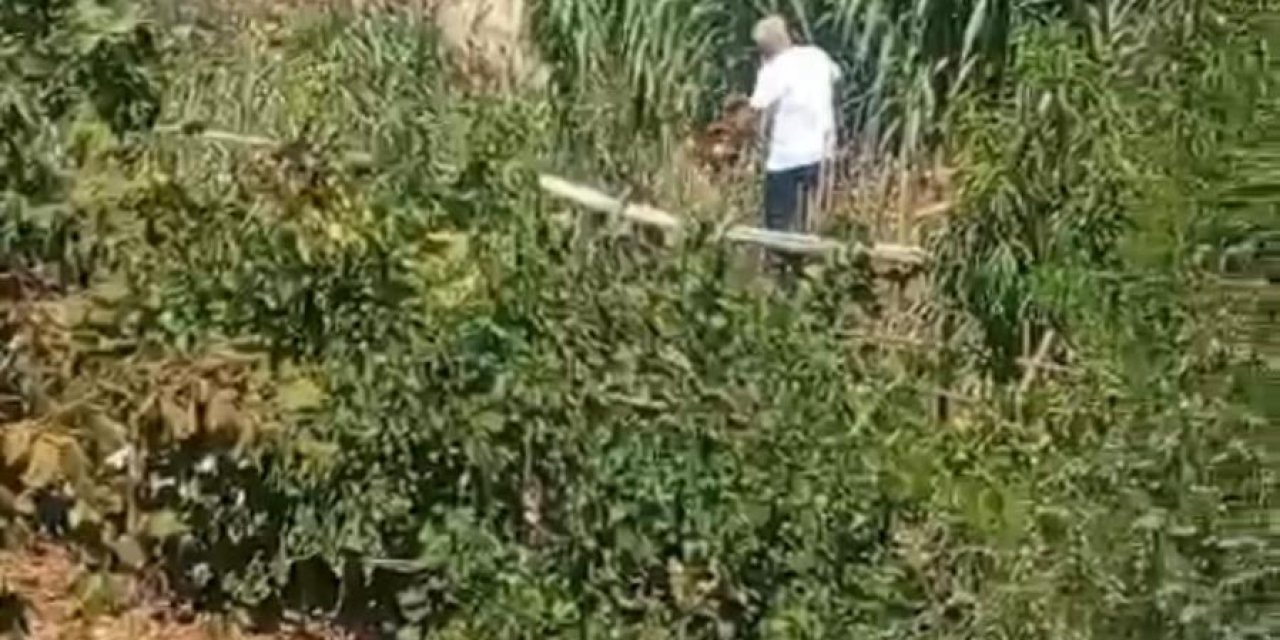 Şiddet Mağduru Yavru Köpeğe, Durumunu Takip Eden Hande Yener'in Şarkısı 'Damla' İsmi Verildi