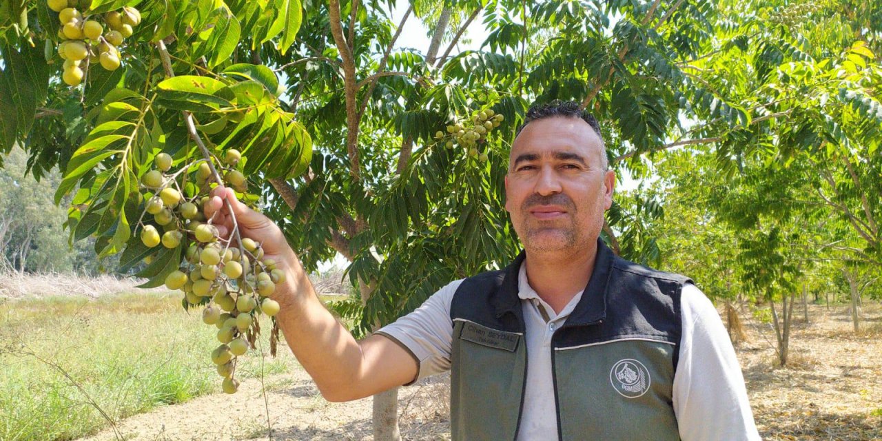 Tropikal Bölgelerde Yetişen 'Sabun Cevizi' Akdeniz Bölgesi'ne Uyum Sağladı
