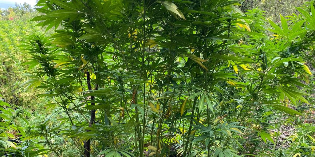 Ormanda Uyuşturucu Yetiştiren Şüpheli Yakalandı