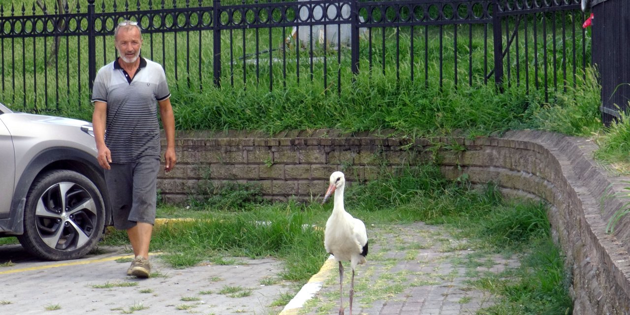 Avcılar'da Balıkçıdan Yaralı Leyleğe Yardım Eli