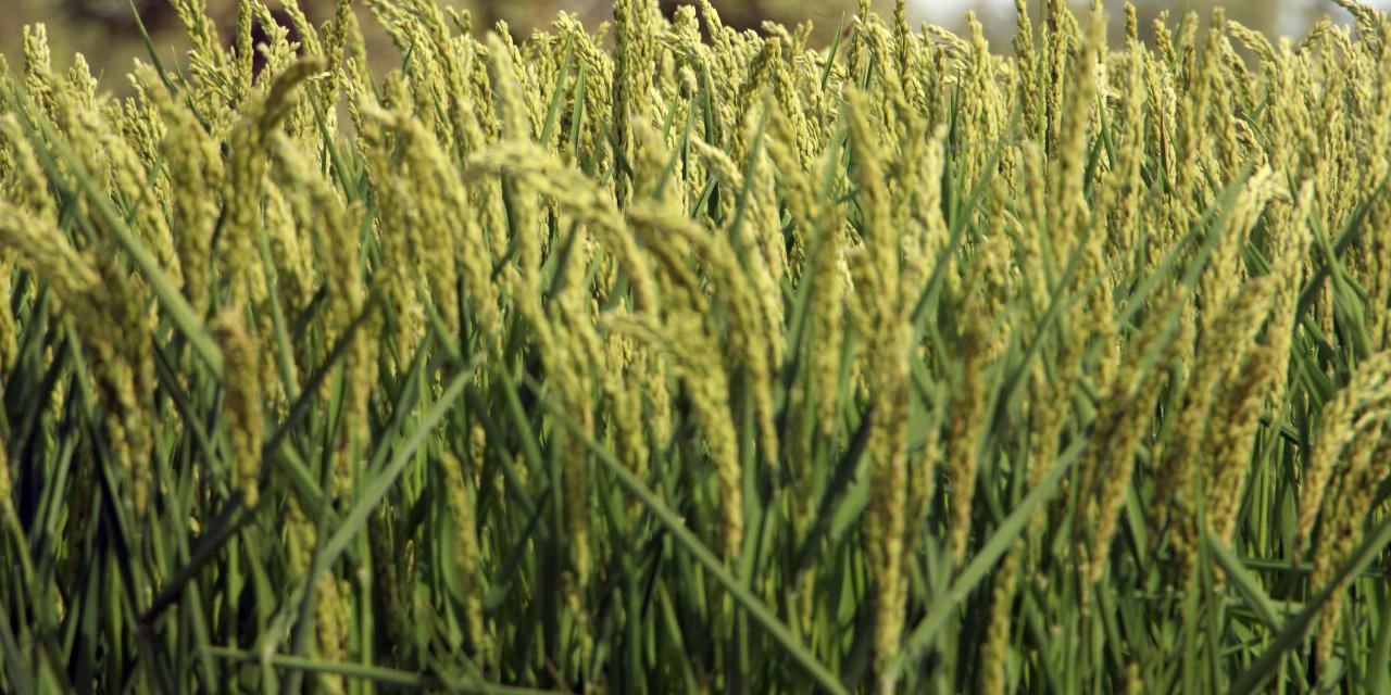 Edirne'de Üç Yeni Çeltik Çeşidi Tanıtılıp, Hasat Edildi