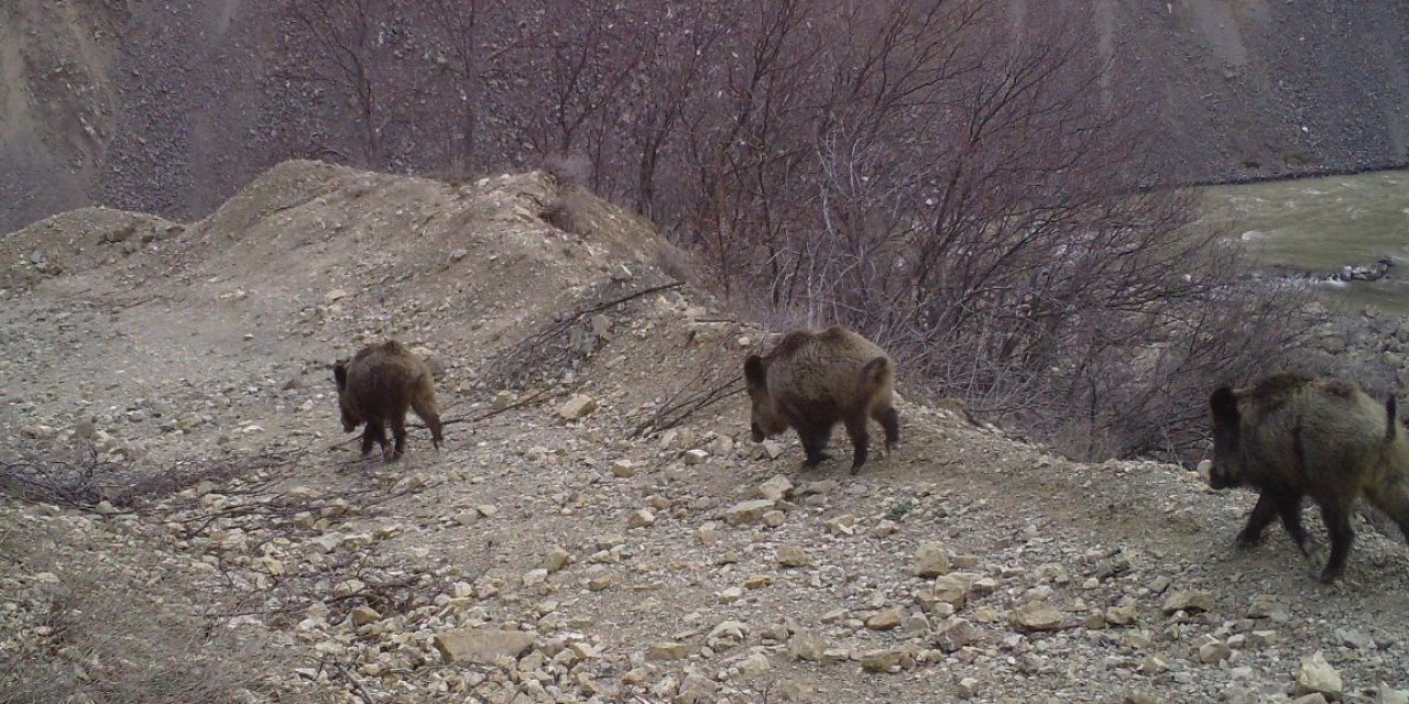 Bingöl'de Yaban Hayatı, Fotokapanlara Yansıdı