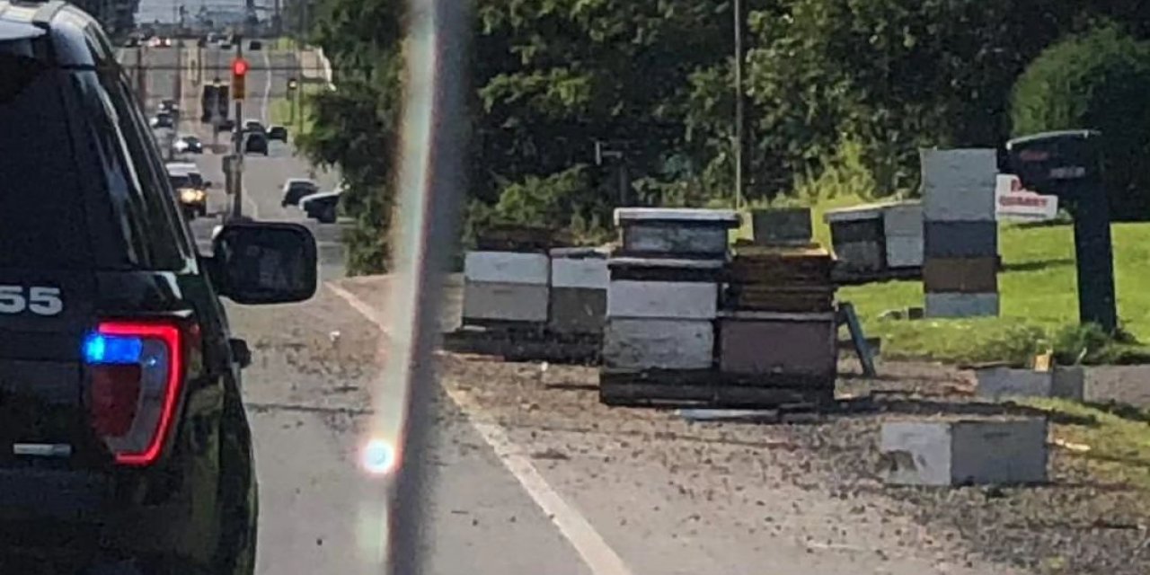 Kanada’da 5 Milyon Arıyı Taşıyan Kamyon Kaza Yaptı, Arıcılar Desteğe Geldi-ek Fotoğraflar