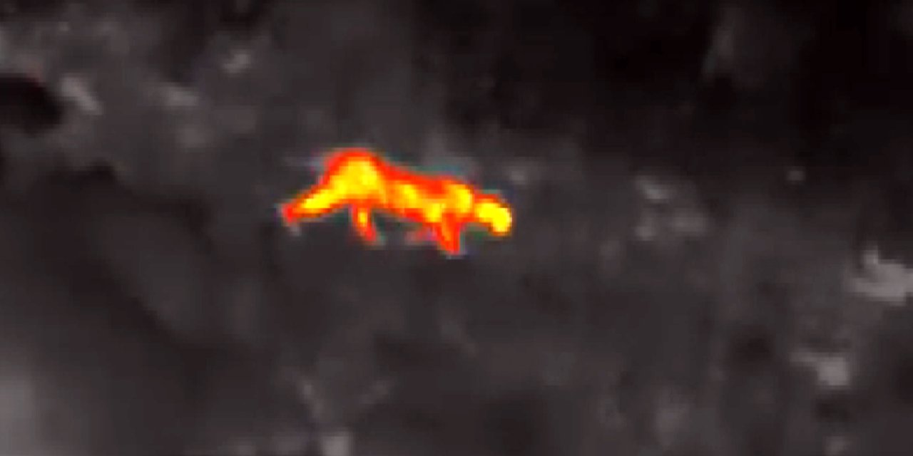 Anadolu Parsından Heyecanlandıran Görüntü