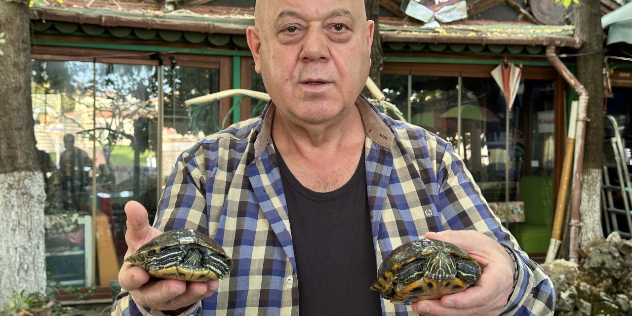 Müşterileri Bakamadı, 18 Kaplumbağayı Sahiplendi; İşletmesinde Besliyor