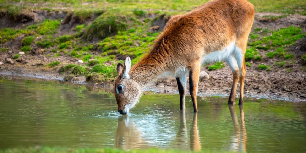 Yaban Hayata Can Suyu