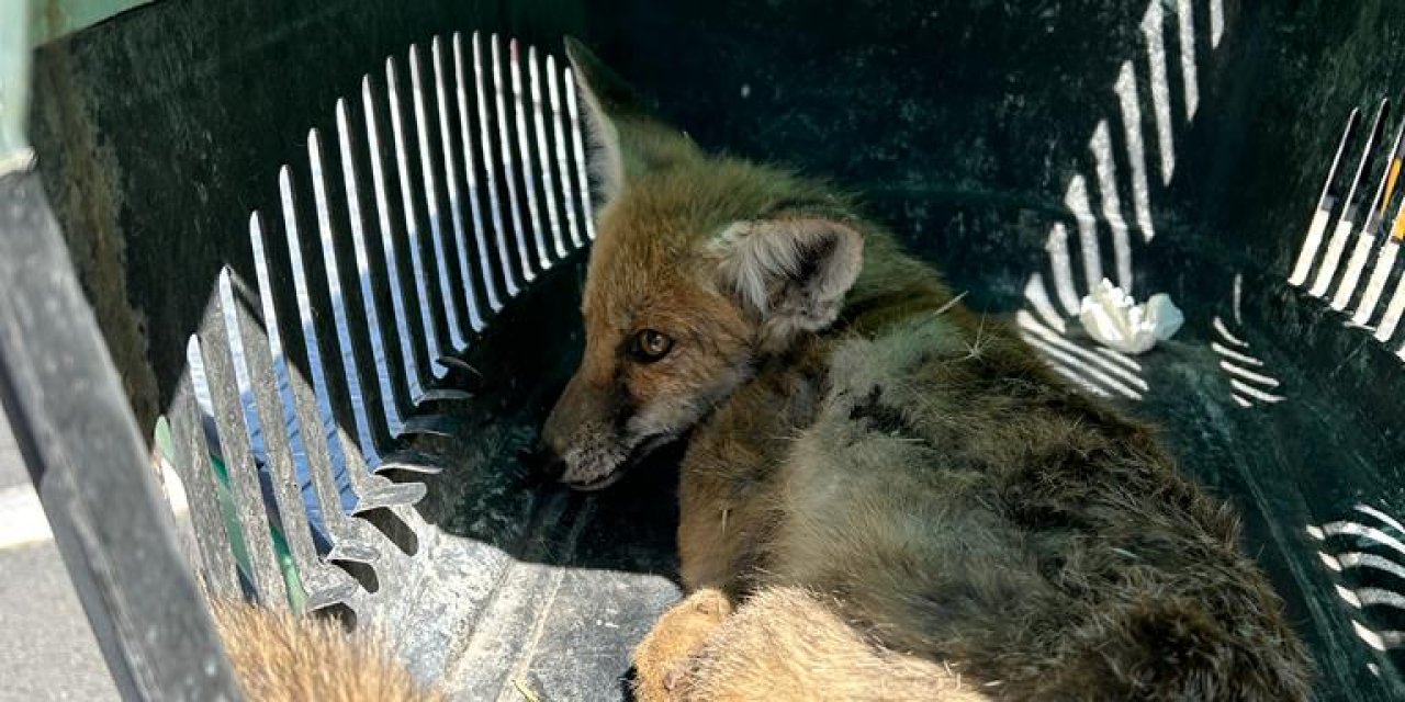 Ağrı'da Yaralı Yavru Tilkiye İlk Müdahale Jandarmadan