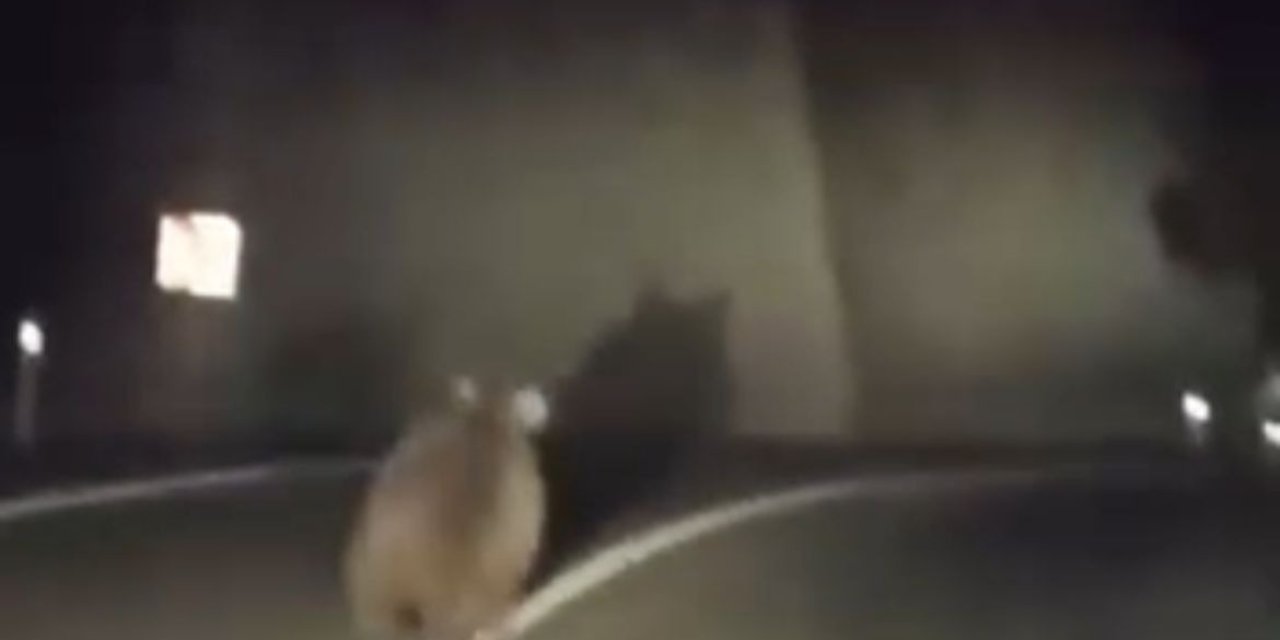 Yola Çıkan Ayı Kamerada