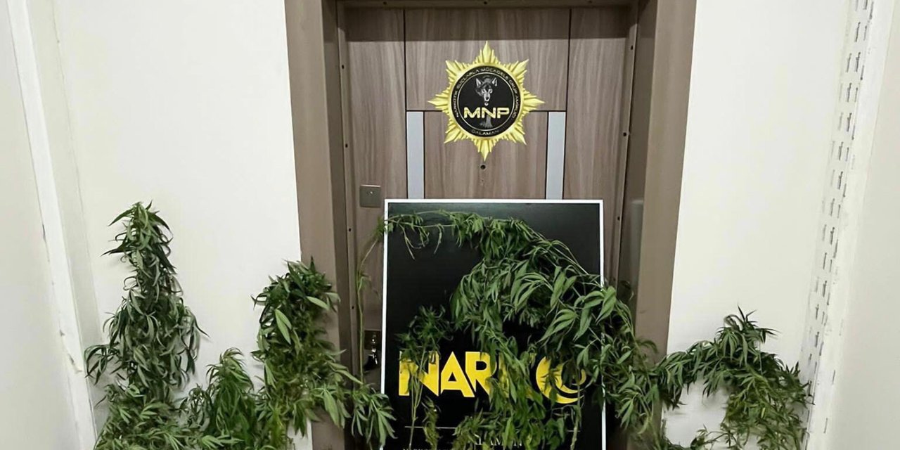 Evlerinde Uyuşturucu Yetiştiren Karı- Kocaya Gözaltı