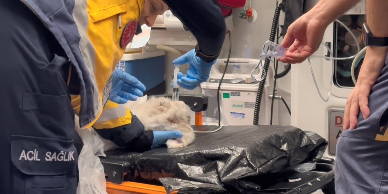 Palet Fabrikasındaki Yangında Mahsur Kalan Tavşan Kurtarıldı