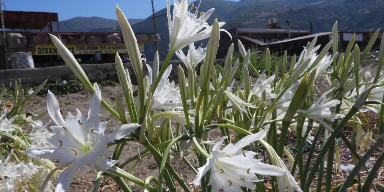 Samandağ’da Sahili Kum Zambakları Süslüyor; Koparana 387 Bin Tl Ceza