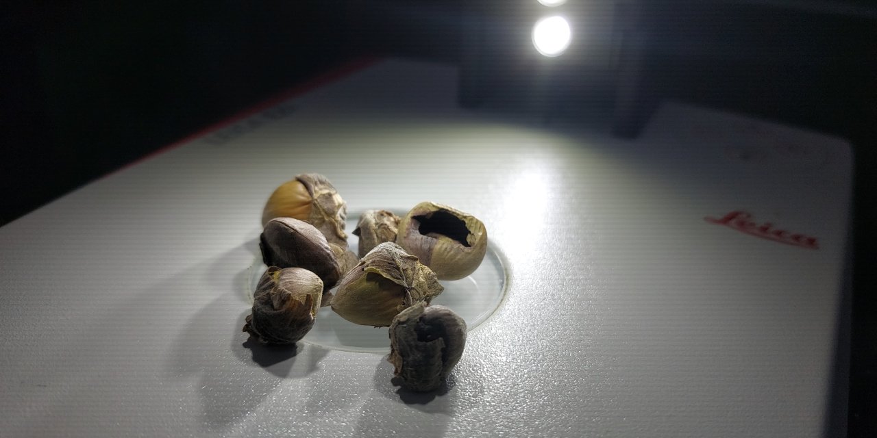 Doç. Dr. Saruhan: Kahverengi Kokarca Böceğini Hemen Bitirmek İçin Elimizde Sihirli Bir Değnek Yok