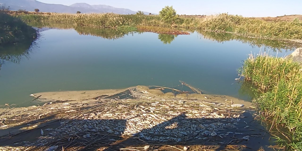 Balık Ölümlerinin Yaşandığı Karasu Çayı'nda İnceleme