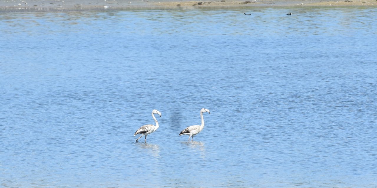 Suyu Azaldığı İçin Alarm Veren Gölde 'Flamingo' Sürprizi