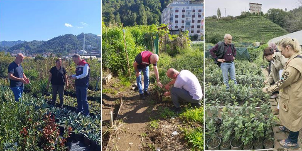 Rize'de fide fidan satılı yapılan yerler denetleniyor