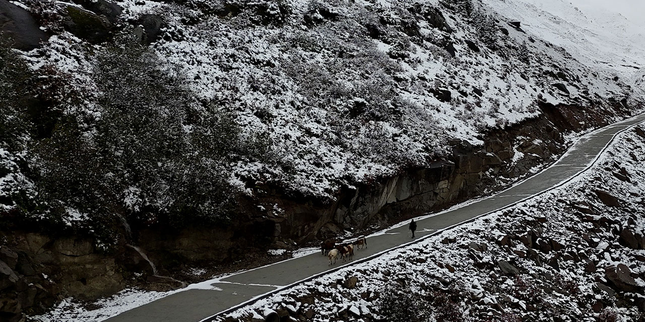 Rize'de yaylacıların köye dönüş yolculuğu devam ediyor