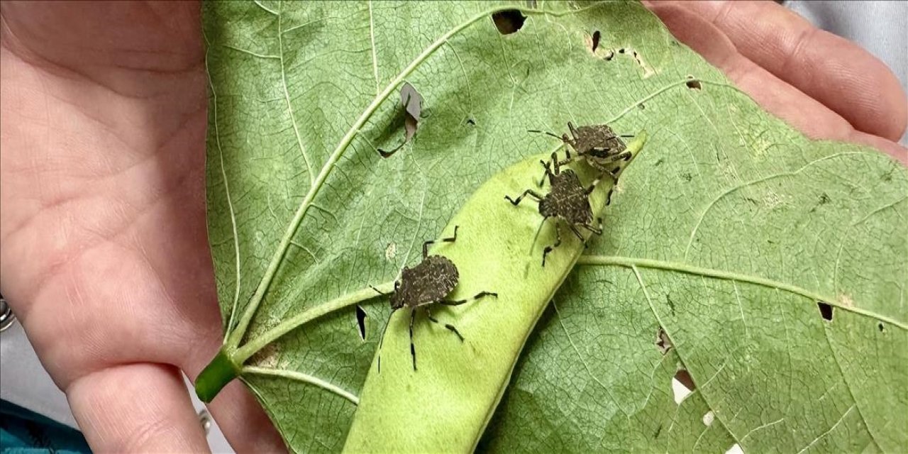 Trabzon'da 9 ilçede kahverengi kokarca zararlısıyla mücadele edilecek