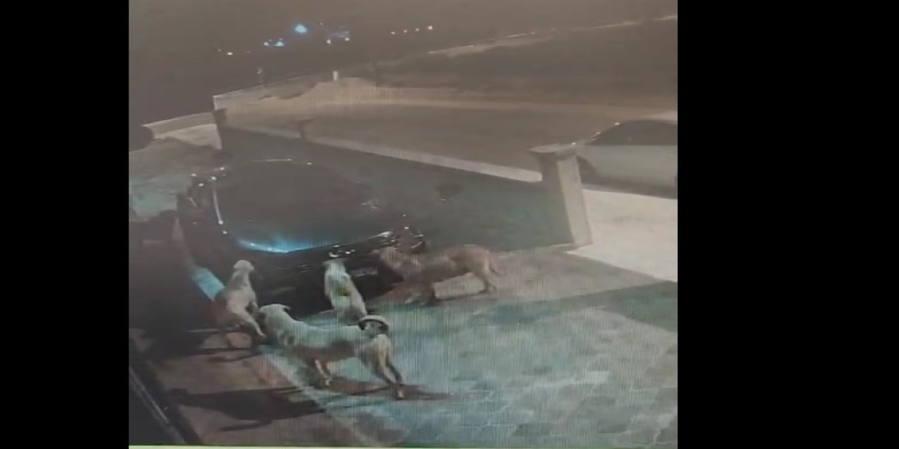 Başıboş köpekler, park halindeki otomobile zarar verdi