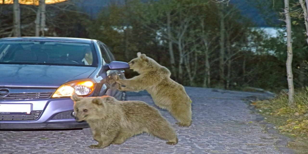 Aç kalan ayılar yiyecek için araçlara saldırıyor