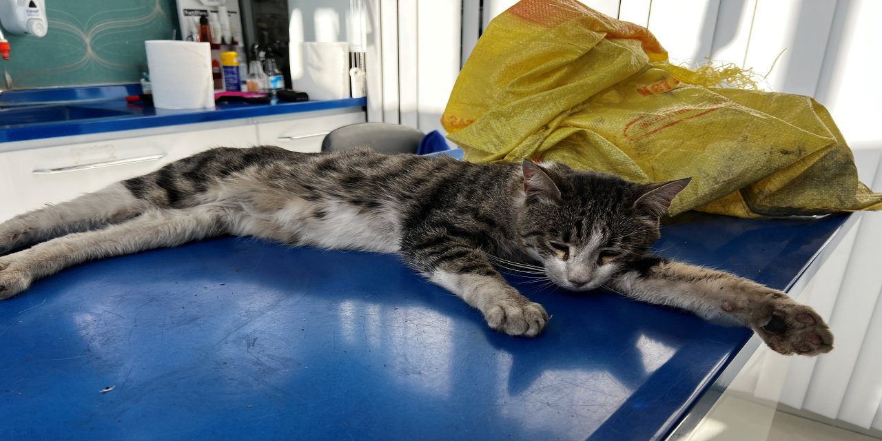 Çuvala koyduğu kediyi mahalleden uzaklaştırmak isterken kazada yaralandı