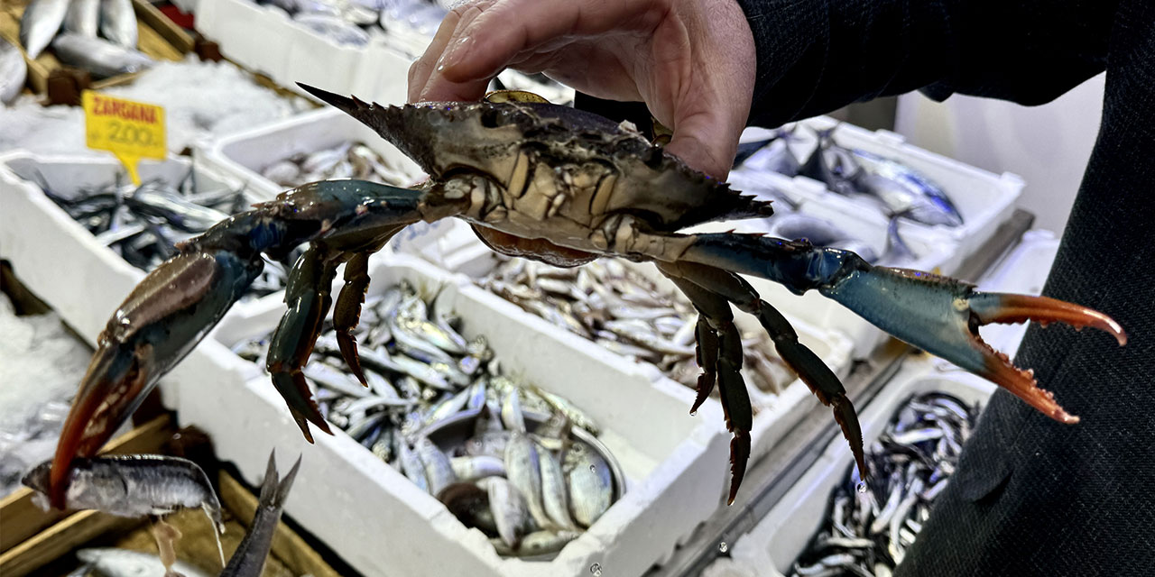 Sinop'ta balıkçıların ağına mavi yengeç takıldı