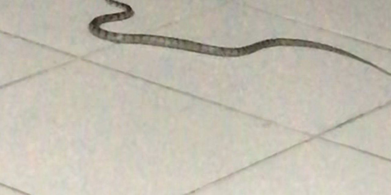 Hastaneye Giren Yılan, 4 Saat Sonra Bulunup Doğaya Salındı