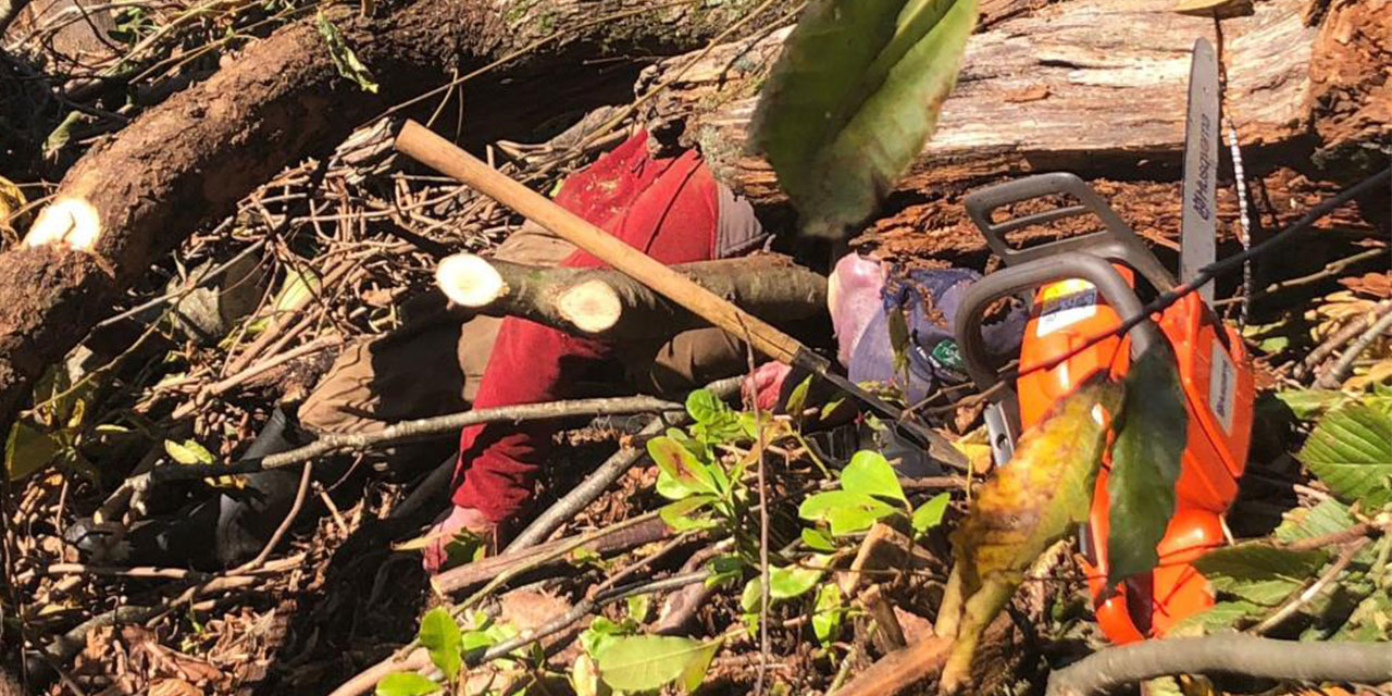 Artvin'de kestiği ağacın altında kalan kişi yaşamını yitirdi