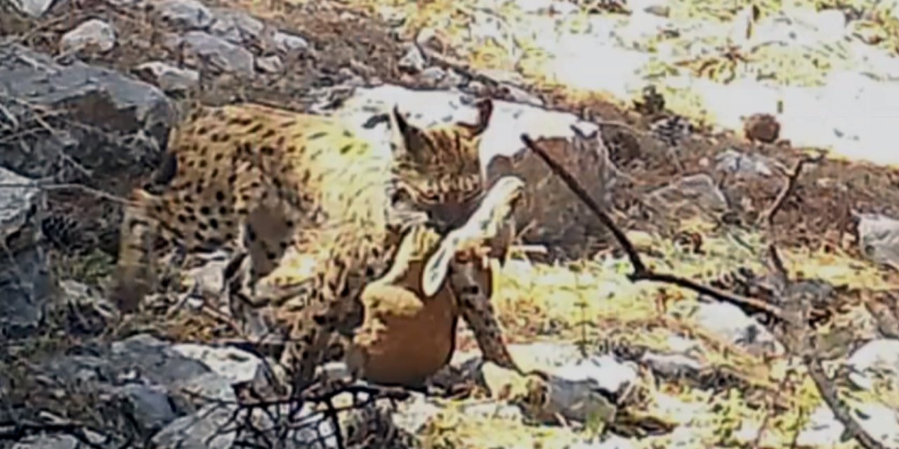 Avını Taşıyan Vaşağın Görüntüsü, Fotokapana Yansıdı