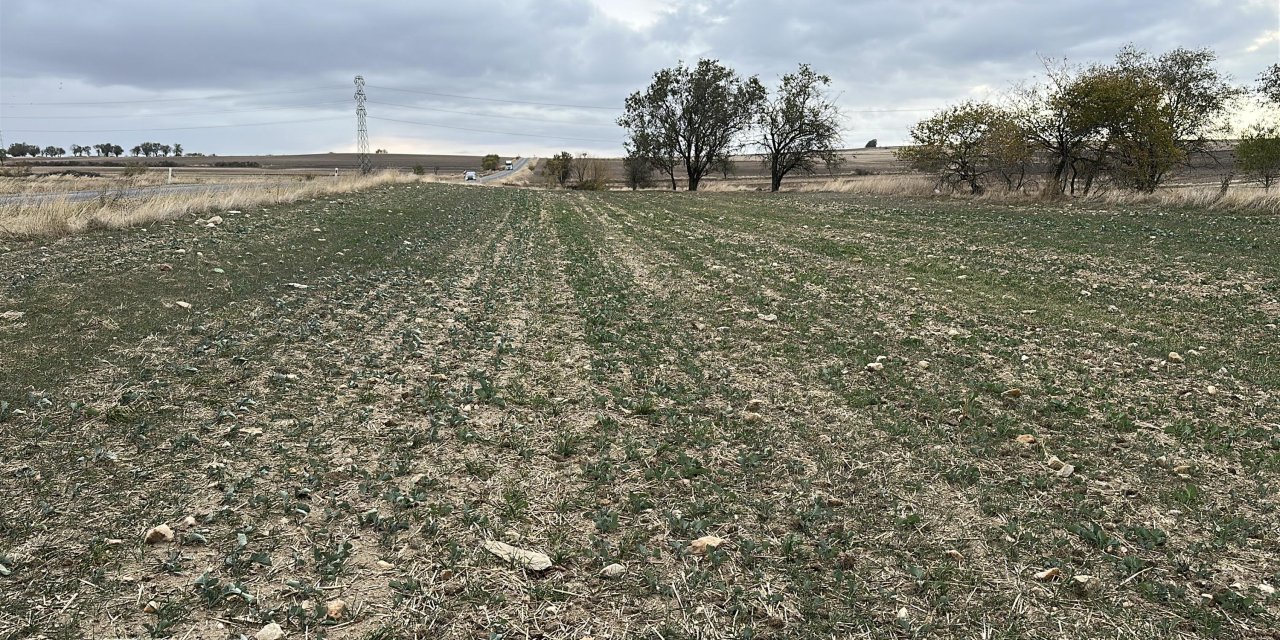 Trakya'nın 'sarı altın çiçeği' kanolayı kuraklık vurdu