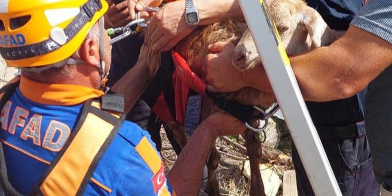 20 Metrelik Kuyuya Düşen Keçi, Halatla Kurtarıldı