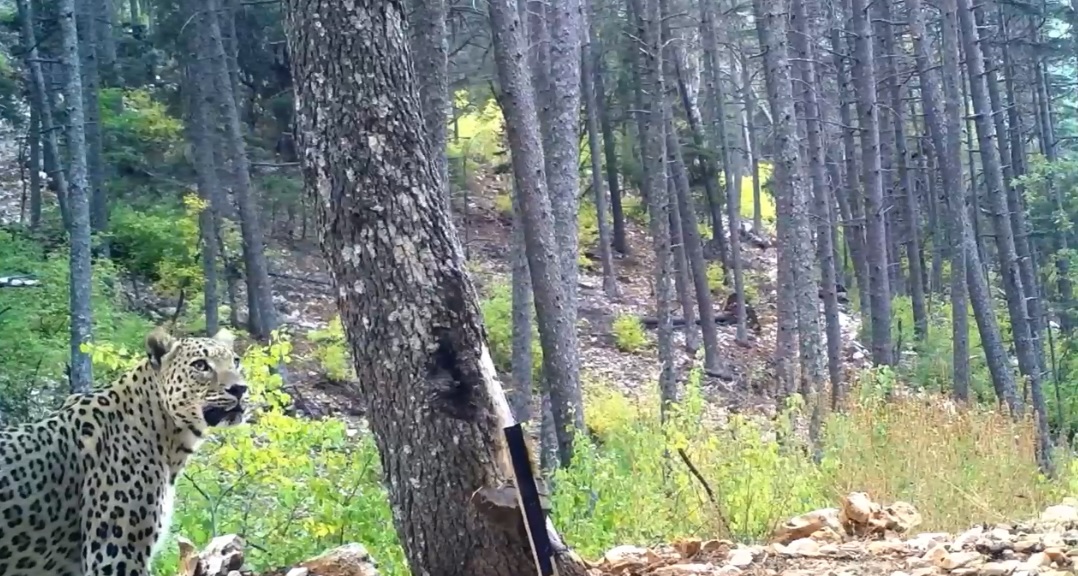 Bakan Yumaklı: Anadolu Parsı Fotokapana Böyle Yakalandı