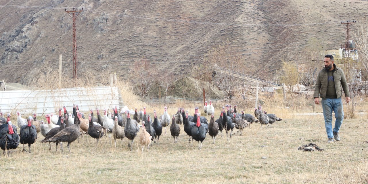 Hakkari'de Yılbaşı Öncesi Hindiler Satışa Çıktı; Fiyatı 4 Bin Lirayı Buluyor